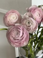 Ранункулюс в лавандовом оттенке