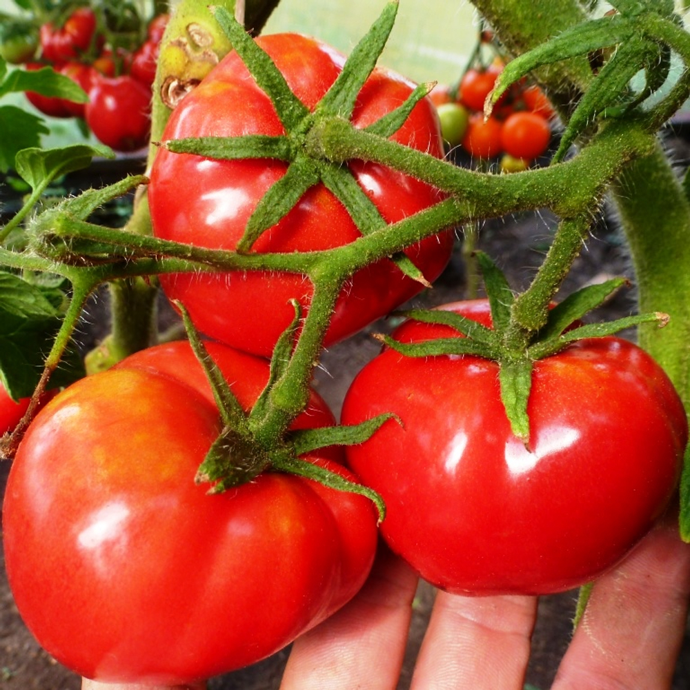 Помидоры Nectarine – Нектарин