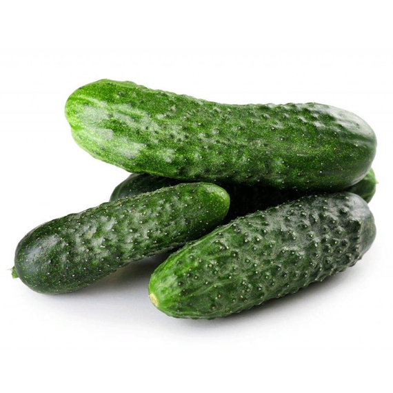 ДИРИГЕНТ F1 семена огурца партенокарпического (Rijk Zwaan) купить – фото 2