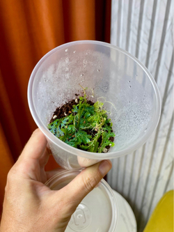 Селагинелла Унциата Блю Бьюти, D8см Н20см, 1шт, Urban Jungle