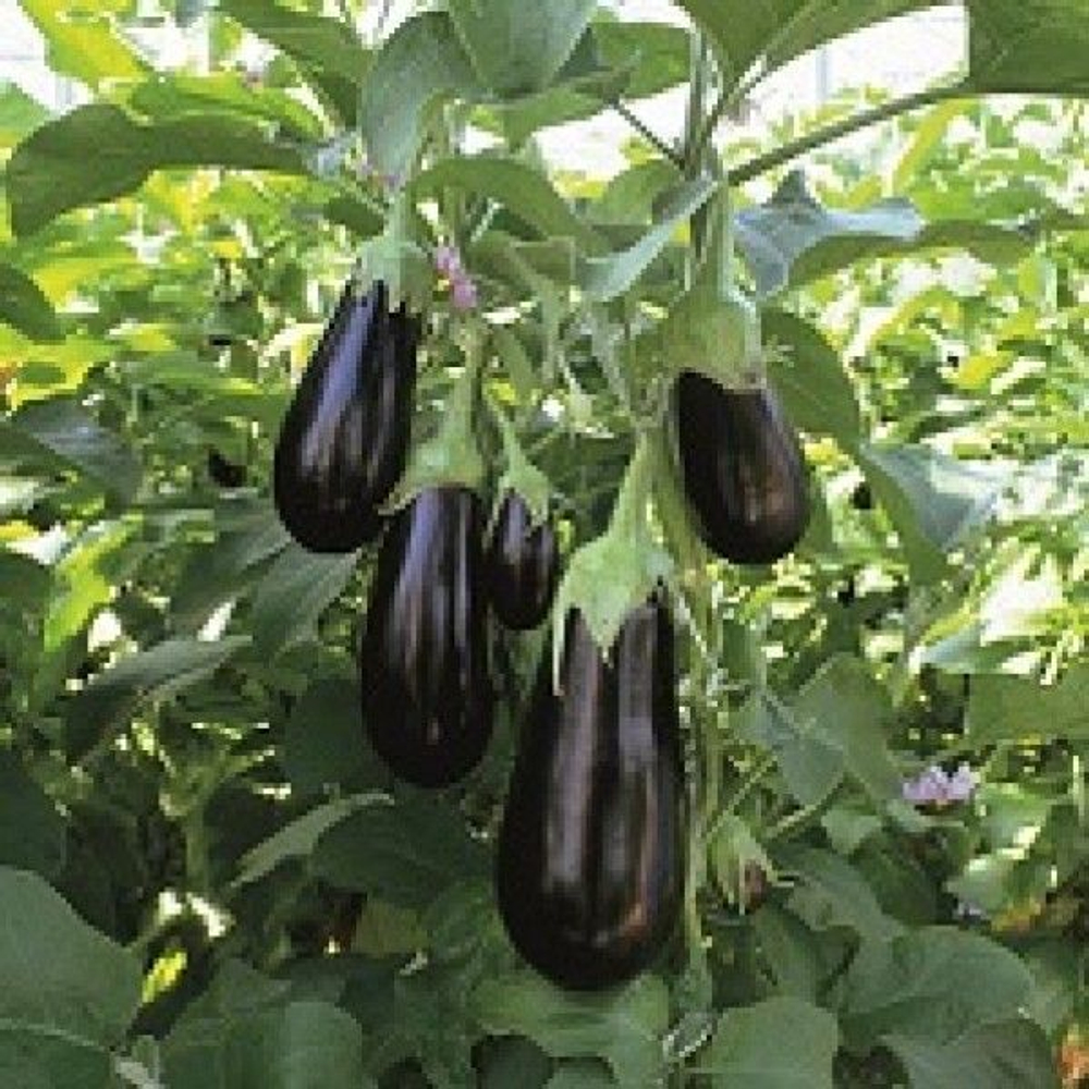 Эпик F1 семена баклажана (Seminis / Семинис)