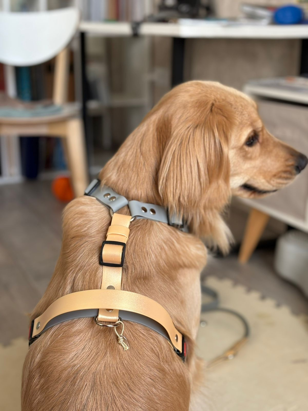 Шлейка для собак с ручкой перехват из биотана водонепроницаемая , 25 мм , М размер, золотой шимер , серый