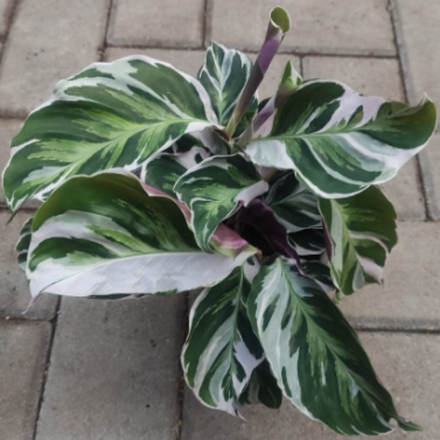 Калатея Макоя, диаметр 14 см