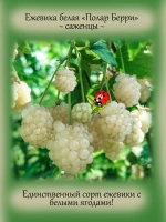 Ежевика белая Полар Берри