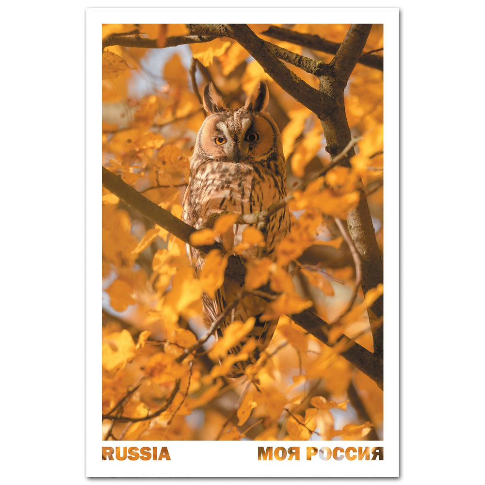 Ушастая сова на осенней липе. Московская область