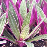 Традесканция покрывальчатая вар – Tradescantia spathacea var