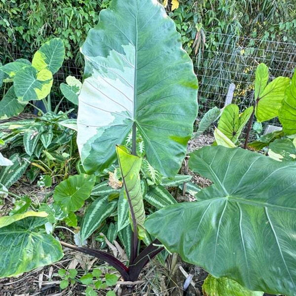 Алоказия BLACK STEM