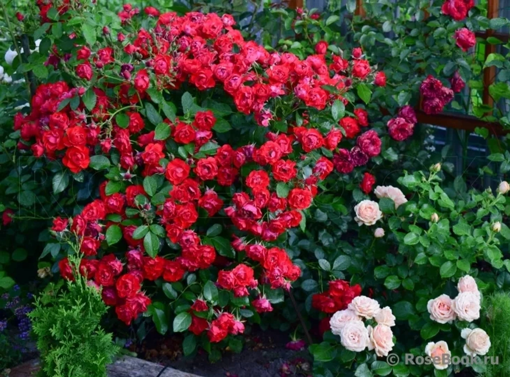 Роза Блэк Форест Роуз С7 Закупка М57 июнь 2026