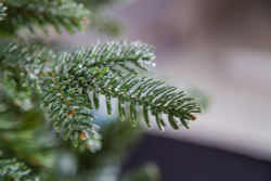 Ель 230см Black Box Хрустальная заснеженная