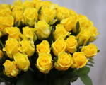 Желтые розы "Penny Lane"