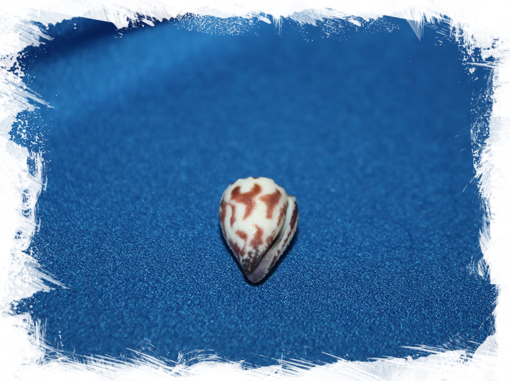 Морская раковина Conus sponsalis, Свадебный конус