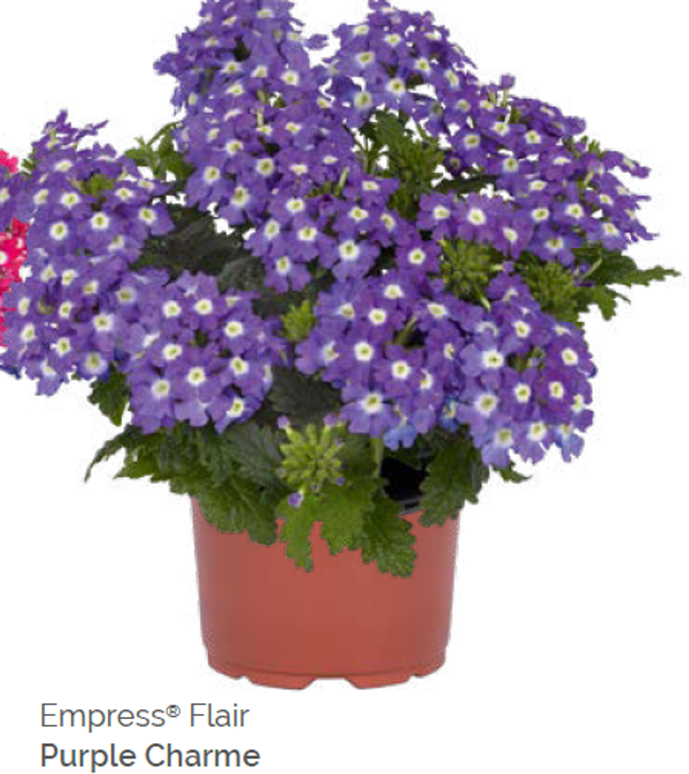 Вербена Empress Flair Purple Charm укорененный черенок ОКС февраль 26 Dummen Orange