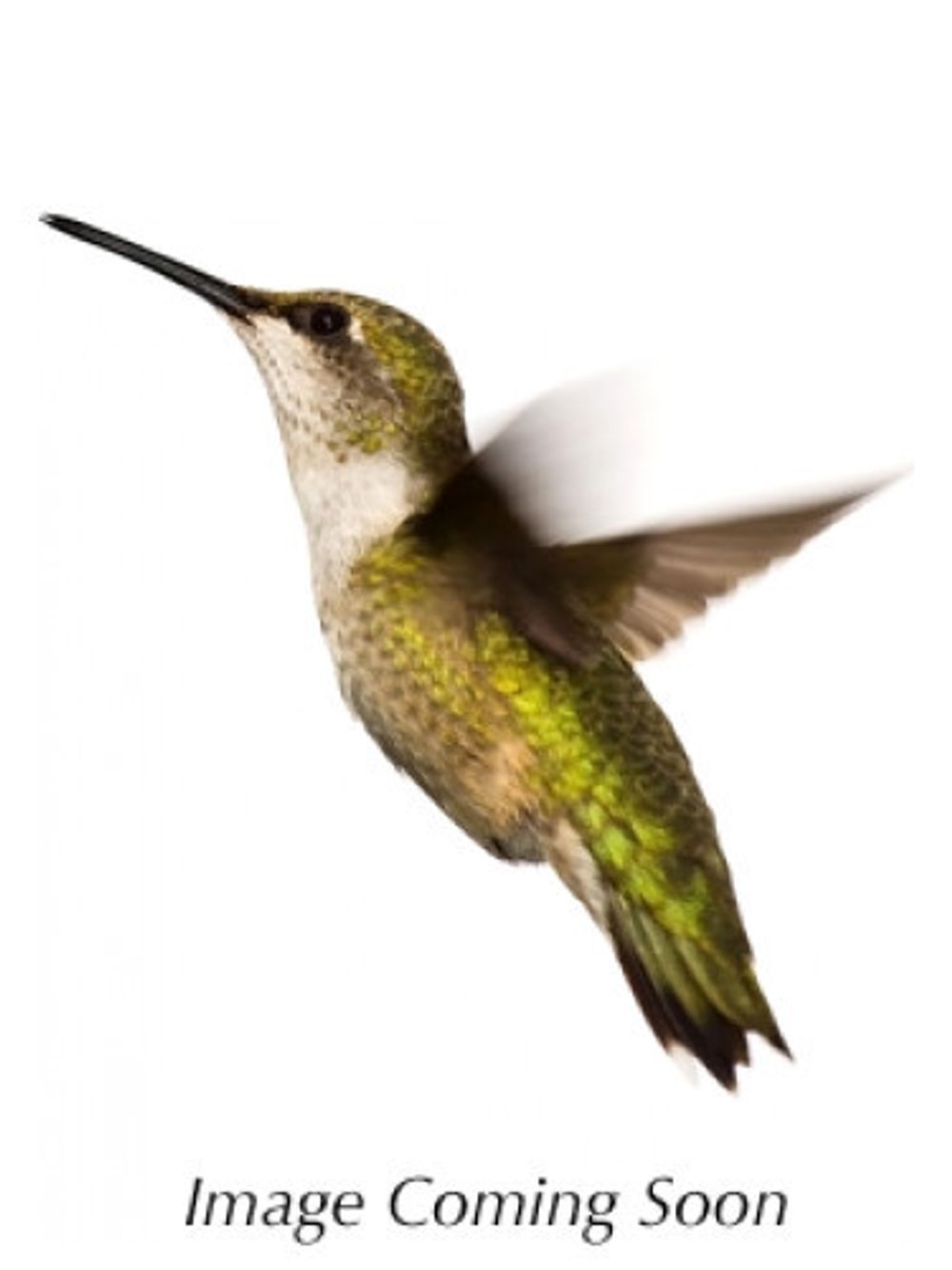 Kookai Hot Tension Ardent Vanilla