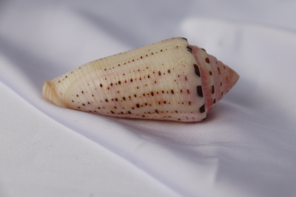 Конус аурисиацус (Conus aurisiacus), 6,7см, 1шт