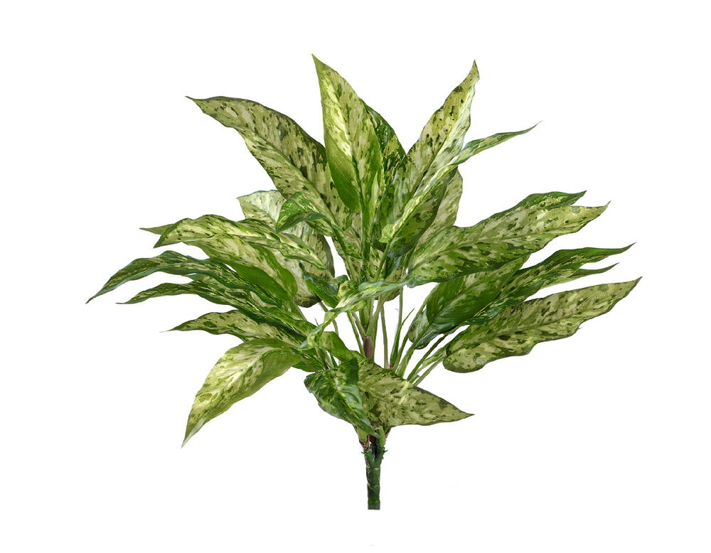 Аглаонема зелёно-жёлтая куст в-40 см (30 листов) (Sensitive Botanic) 12/96 20.1121N