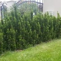 Бересклет "Green Rocket"