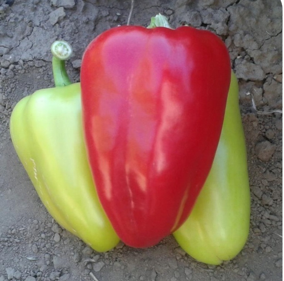 БЭСТ F1 семена перца сладкого Sakata купить – фото 1