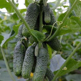 Огурец Мария F1  10 (семян)