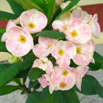 Эуфорбия Миля LA ONG DAO