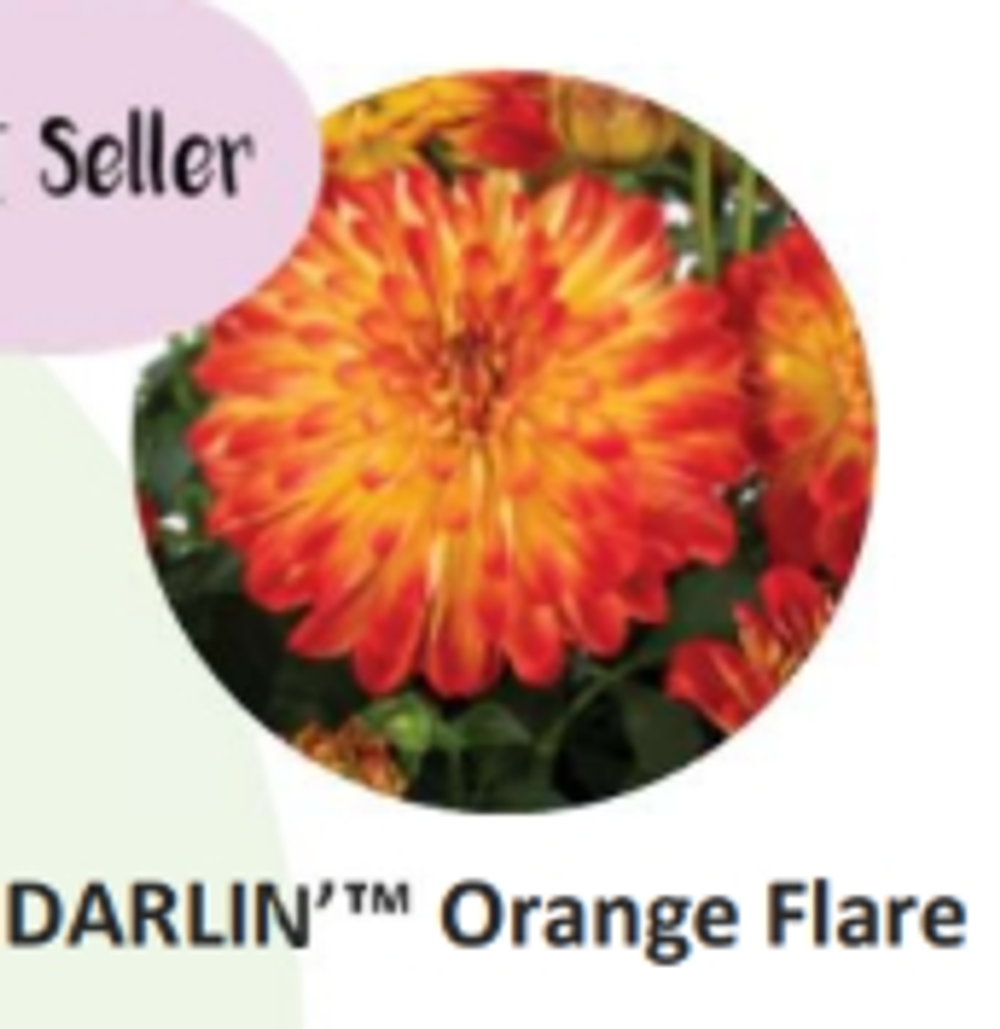 ЕВРО Георгина Darlin Orange Flare укорененный ЕВРО черенок НАЧАЛО ЯНВАРЯ поставка 5