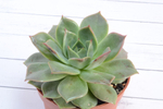 Echeveria Maxxus (Эхеверия) (SCT28975)