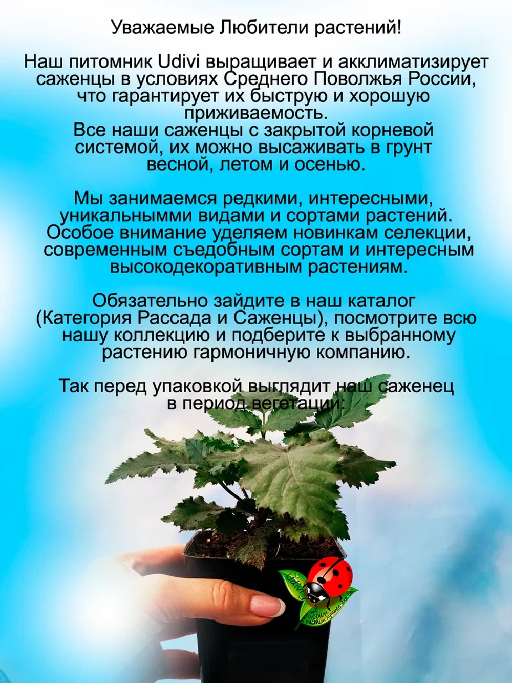 Ежевика Тройная Корона бесшипая