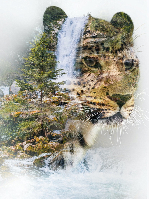 Картина для раскрашивания по номерам 30*40 см ЛЕОПАРД СМОТРИТ ВДАЛЬ ( Х-5190)