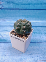 Gymnocalycium Baldianum (Гимнокалициум)