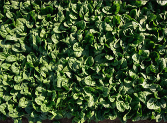 Кросстрек F1 семена шпината (Enza Zaden / Энза Заден) – фото 3