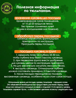 тюльпан вайтмастер 6 луковиц