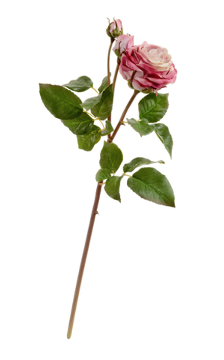 Роза Дэвид Остин Мидл ветвь пудрово-розово-малиновая, в-50 см
