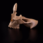 Подставка-череп для очков и мелочей в прихожую, 3D печать, светло-коричневый