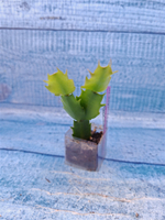 Schlumbergera cv. Double Delight (Шлюмбергера)