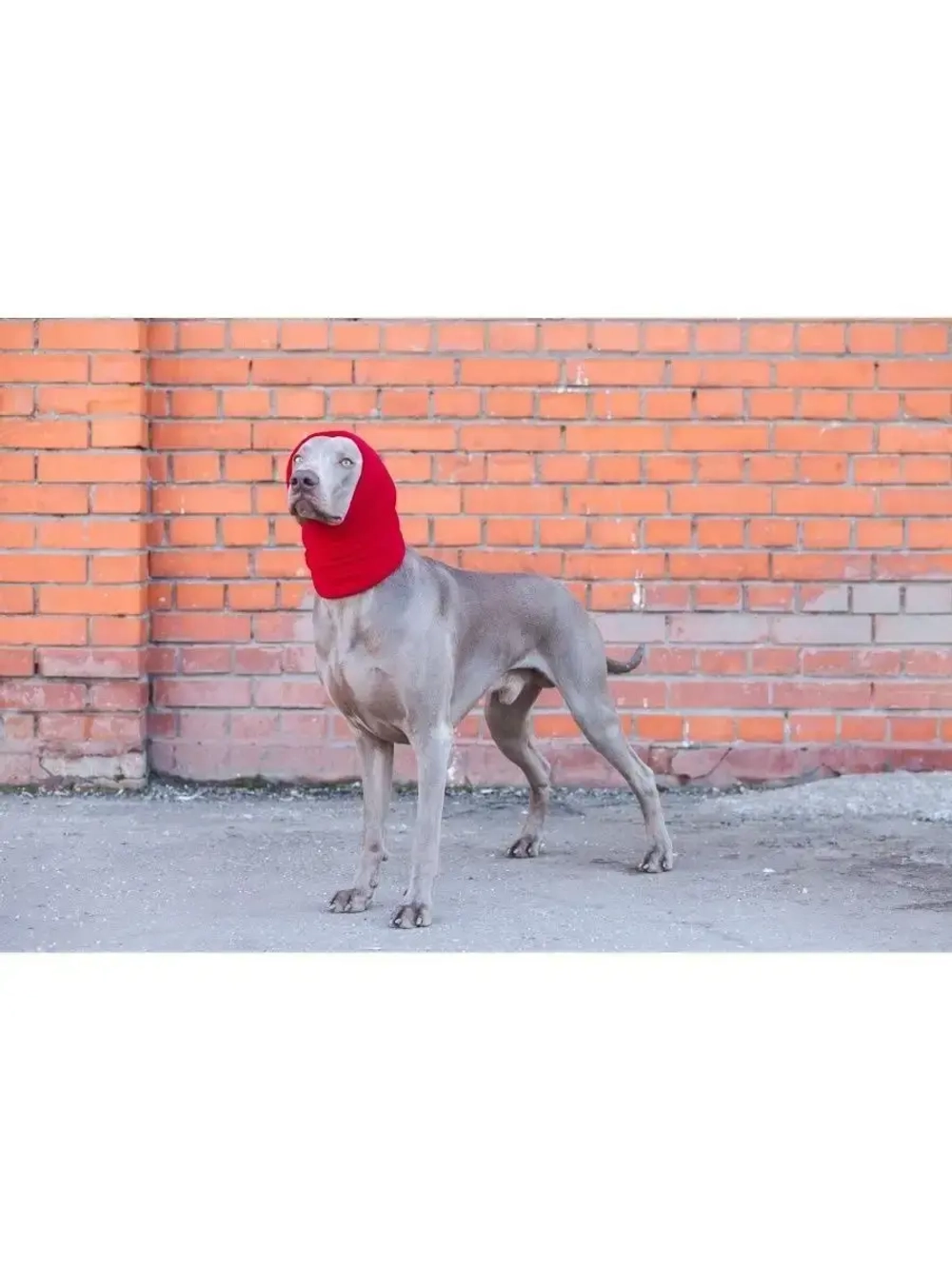 Снуды для собак флисовый шарф шапка для животных