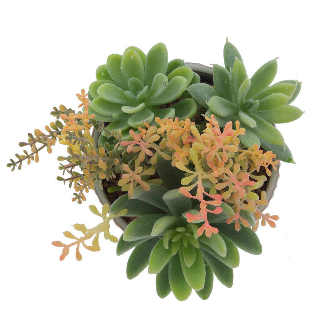GAEM Цветочная композиция "Суккуленты", L14 W14 H20 см