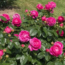 Анушка (Anuschka)