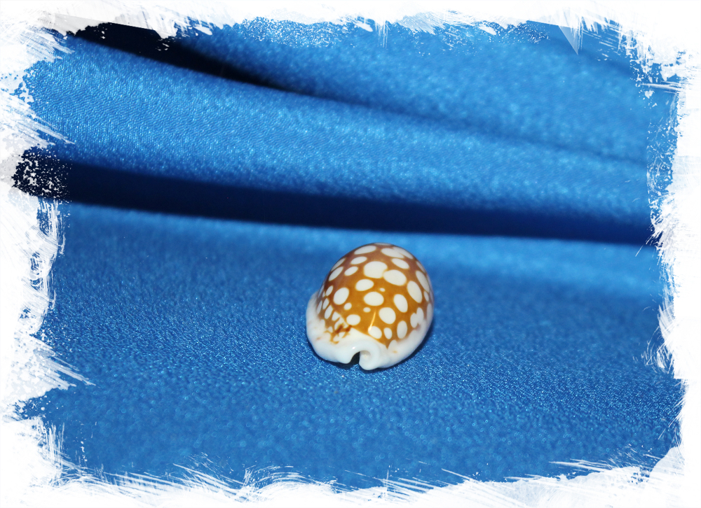 Сетчатая каури, Cribrarula cribraria, Cypraea cribraria