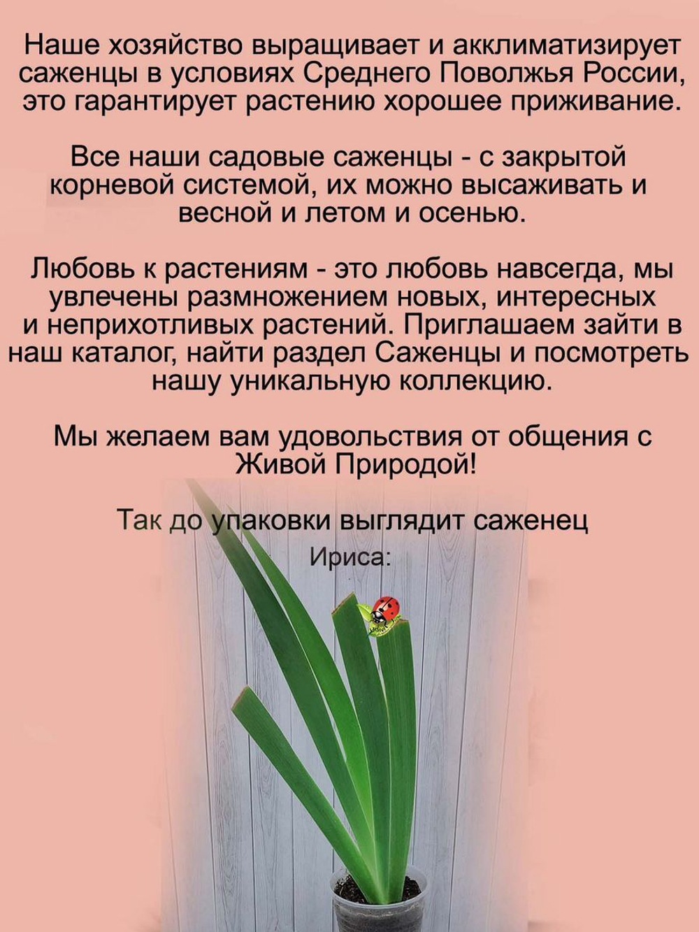 Ирис Эбони Энжел бородатый чёрный