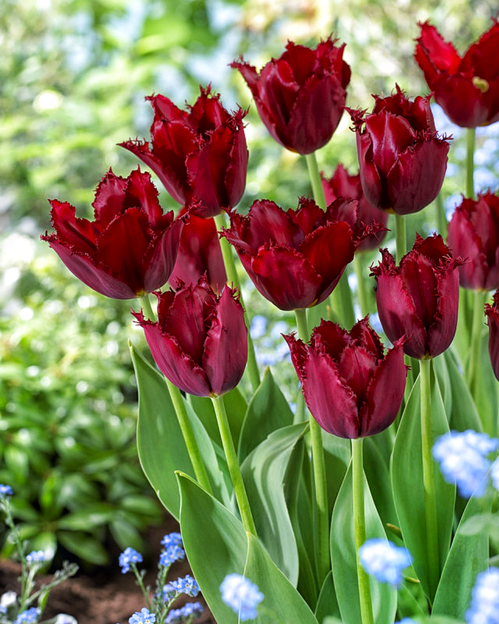 ЛУКОВИЦЫ ТЮЛЬПАН БАХРОМЧАТЫЙ PACIFIC PEARL 12/14, DARIT 5 ШТ