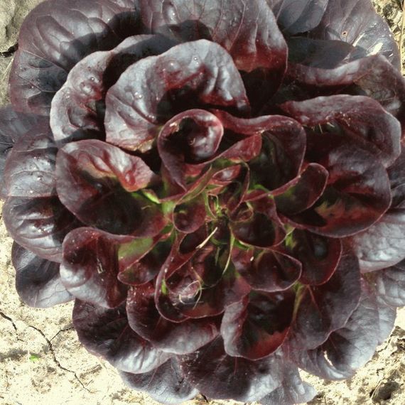 Барлах семена салата дуболистного (Rijk Zwaan / Райк Цваан) салат