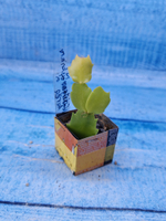 Schlumbergera cv. Cristen Aurea (Шлюмбергера)