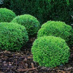 Туя западная Хозери С7,5л (40см) Закупка М35 наличие 2026