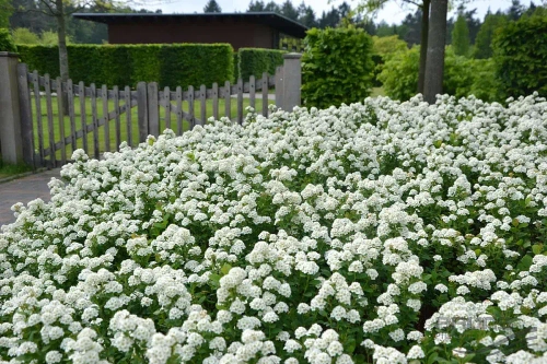 Спирея берёзолистная (Spiraea betulifolia)