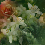 Dr. Vranjes Giardino di Boboli спрей ароматизатор воздуха (аромат сады Боболи)