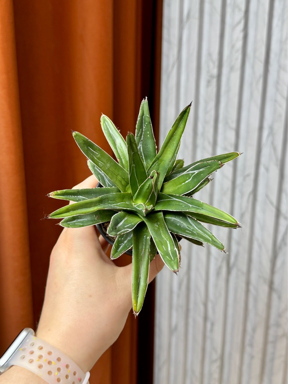 Агава Виктория Регина, D9см Н20см, 1шт, Urban Jungle (7583)