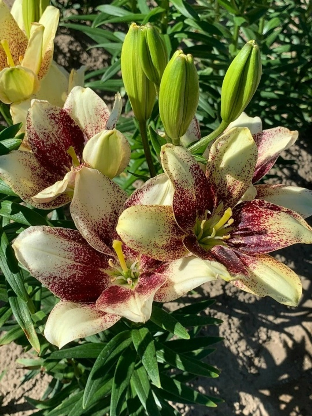 Лилия Easy Sport (Азиатский гибрид)