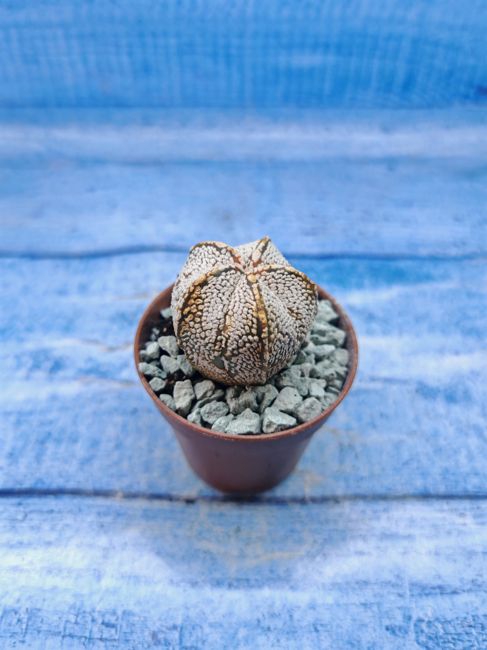 Astrophytum Asterias "Super Kabuto" (Астрофитум)