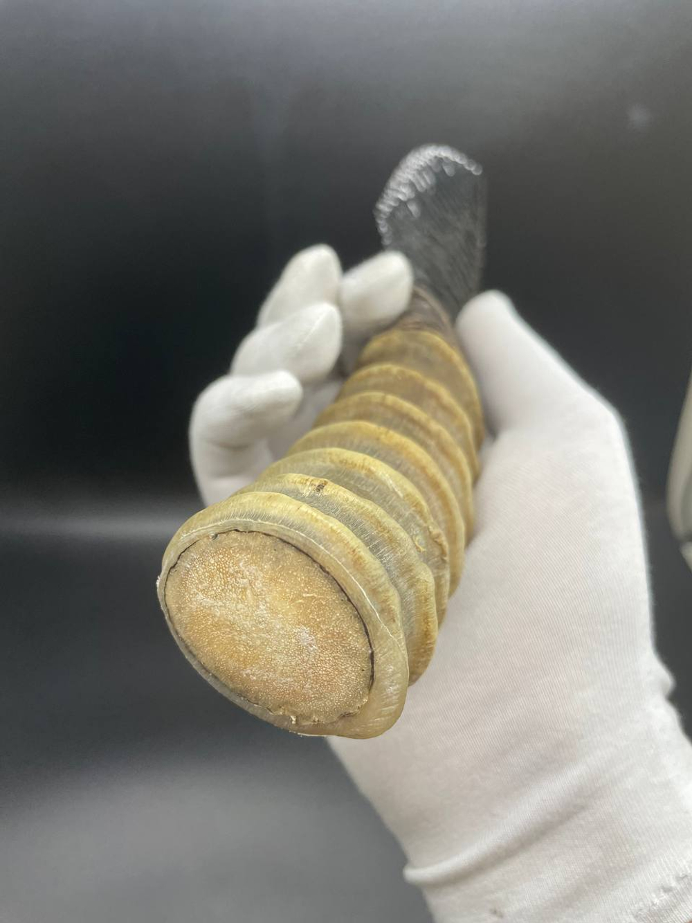 Обсидиановый нож с рукоятью из рога Барана 23 см