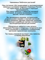 Лофос Розовый ампельная глоксиния