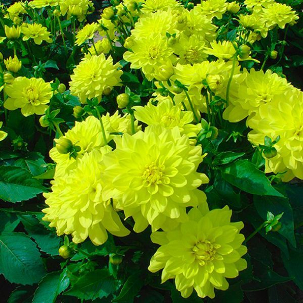 Георгин Гэллери Пинто (1 шт) Волжский Сад